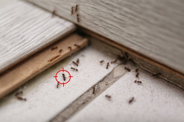 Best Wasp Removal Services  in Keenesburg, CO