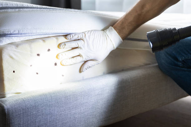 Best Mosquito Control Services  in Keenesburg, CO