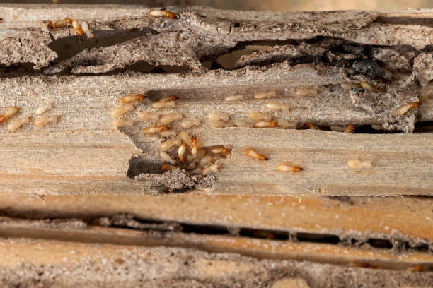 Best Pest Control Near Me  in Keenesburg, CO